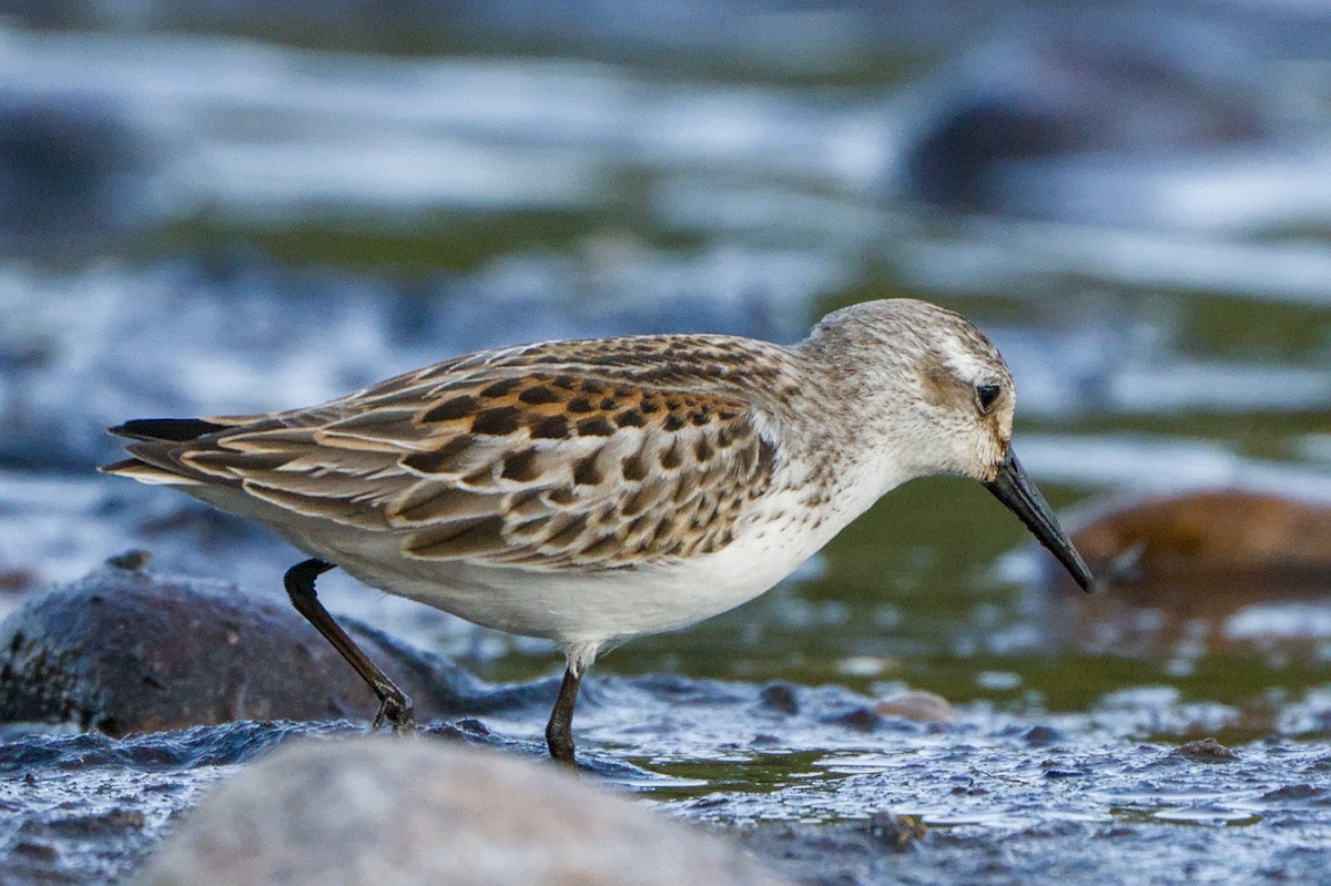 Western Sandpiper - ML643377890