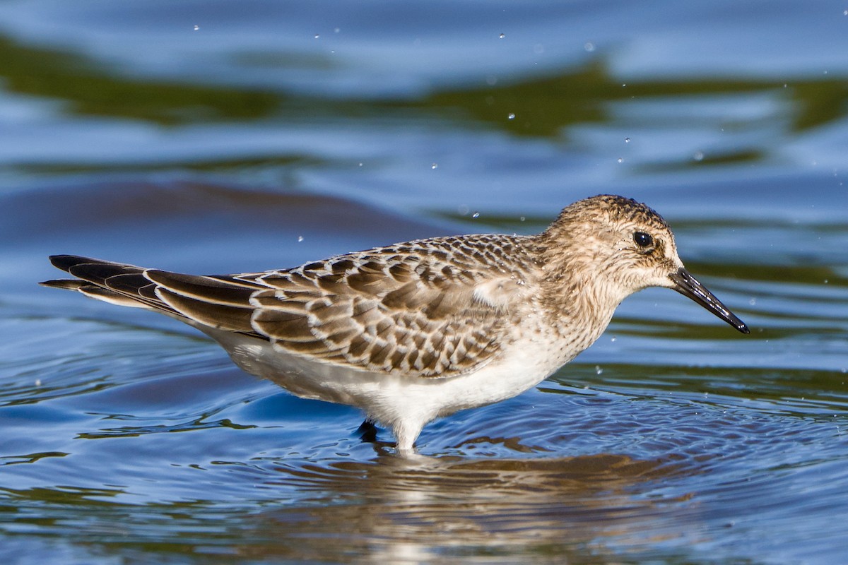 Baird's Sandpiper - ML643377893