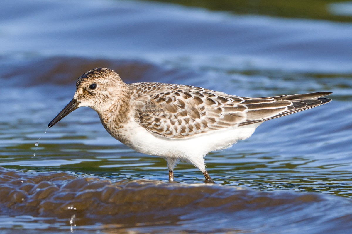 Baird's Sandpiper - ML643377894