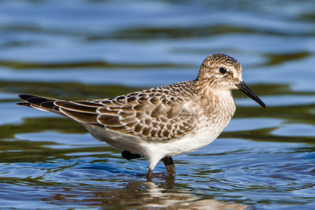 Baird's Sandpiper - ML643377895