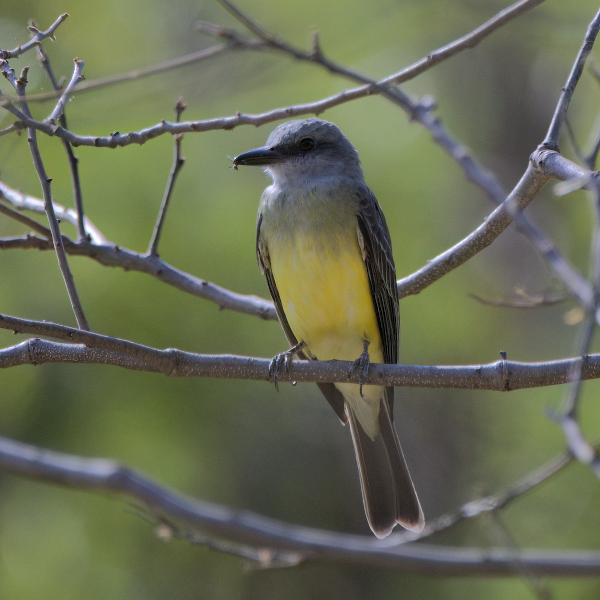 Tropical Kingbird - ML643377896
