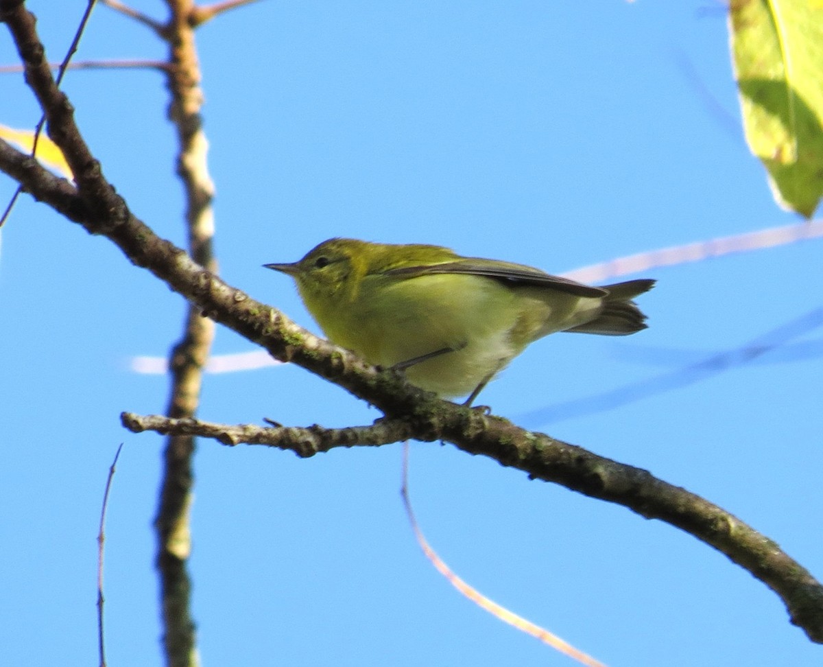 Tennessee Warbler - ML643377903