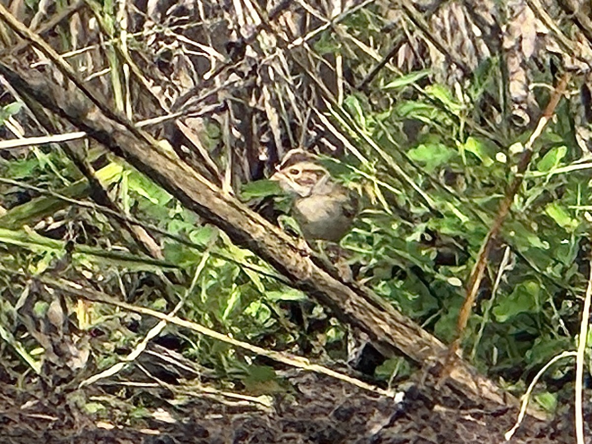 Clay-colored Sparrow - ML643377909