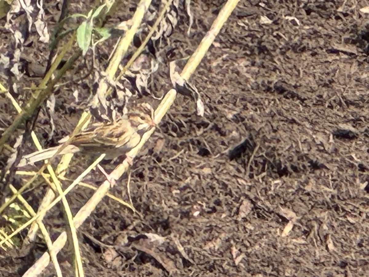 Clay-colored Sparrow - ML643377910