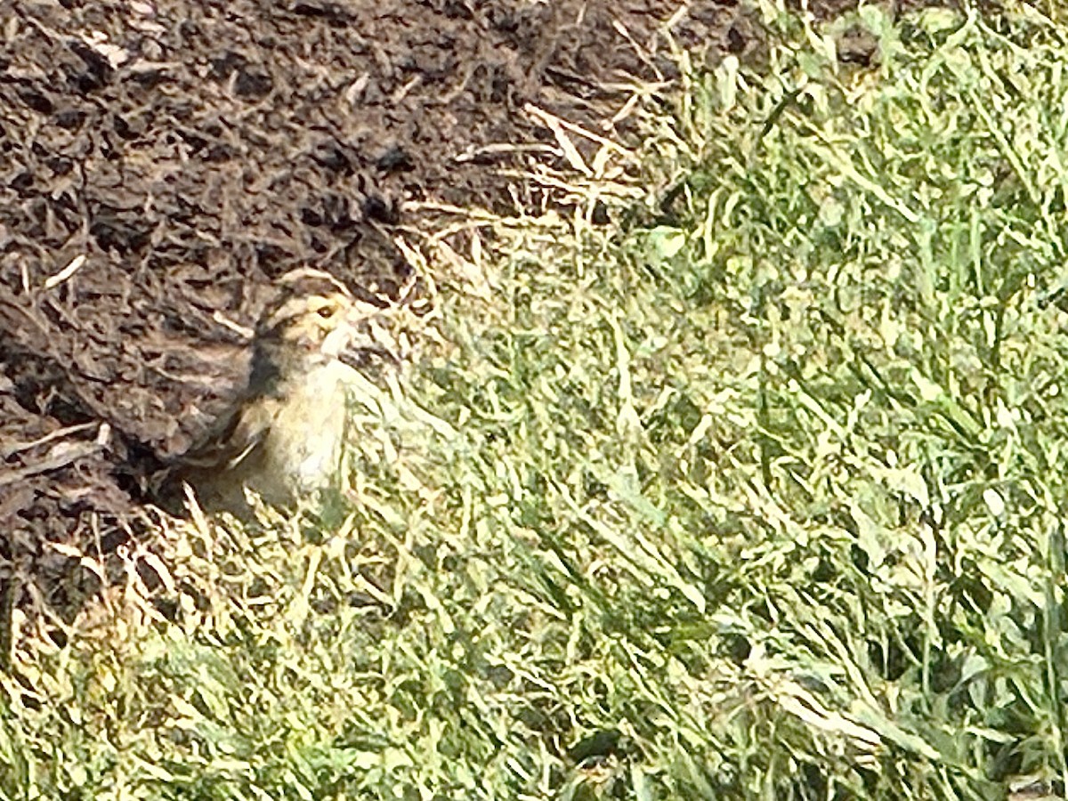 Clay-colored Sparrow - ML643377911