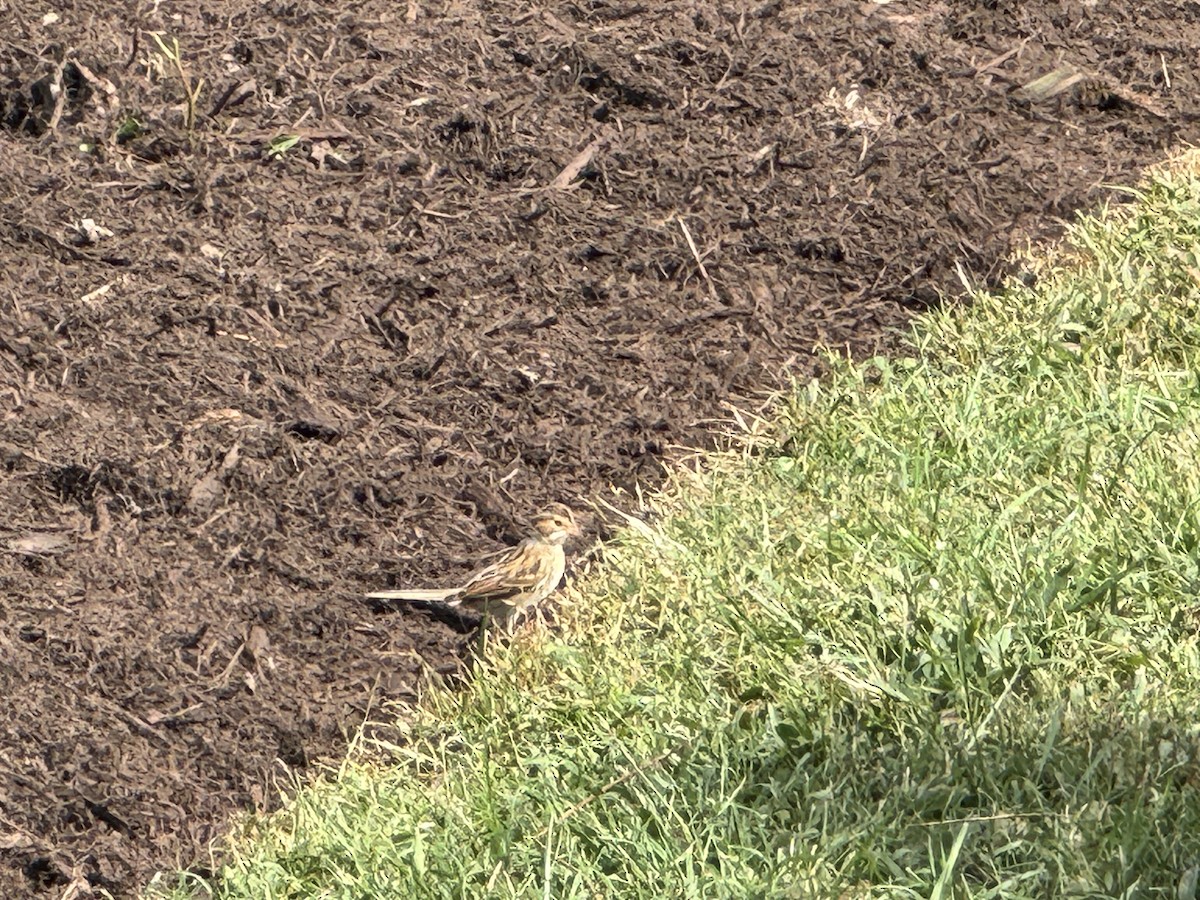 Clay-colored Sparrow - ML643377912