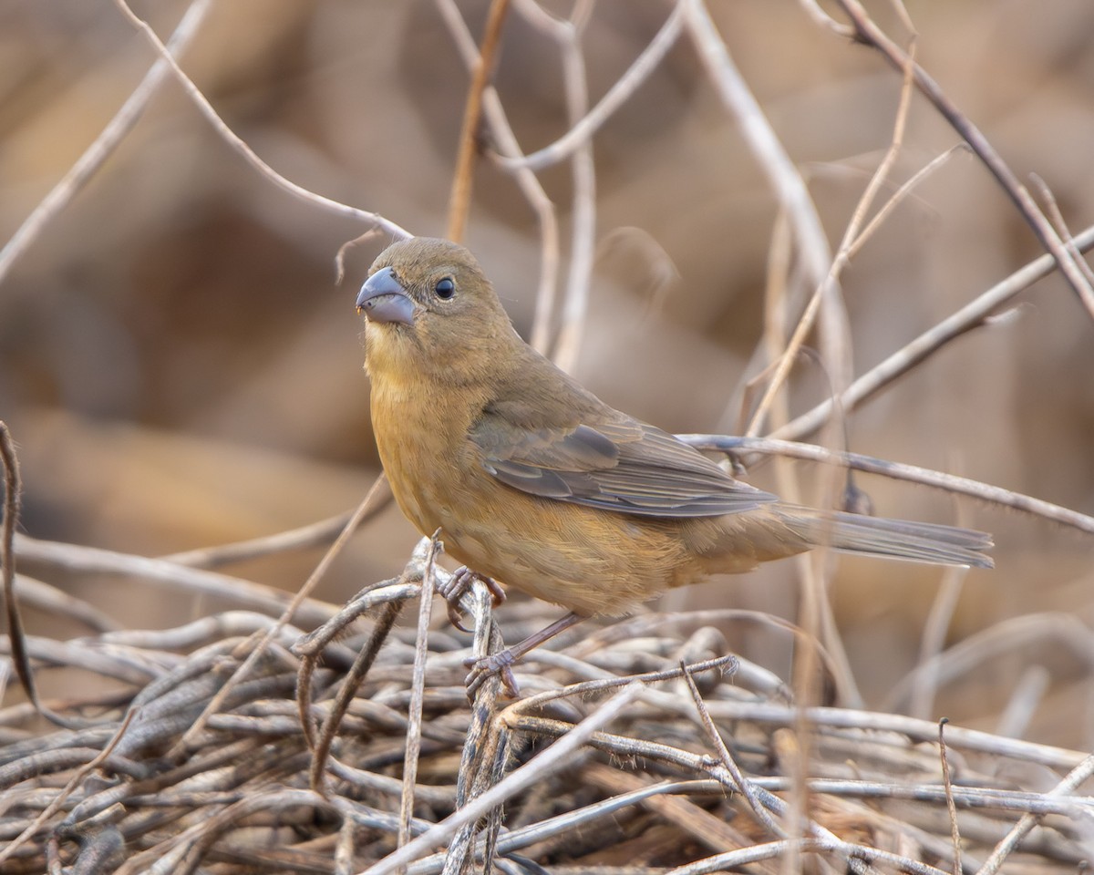 Glaucous-blue Grosbeak - ML643377930
