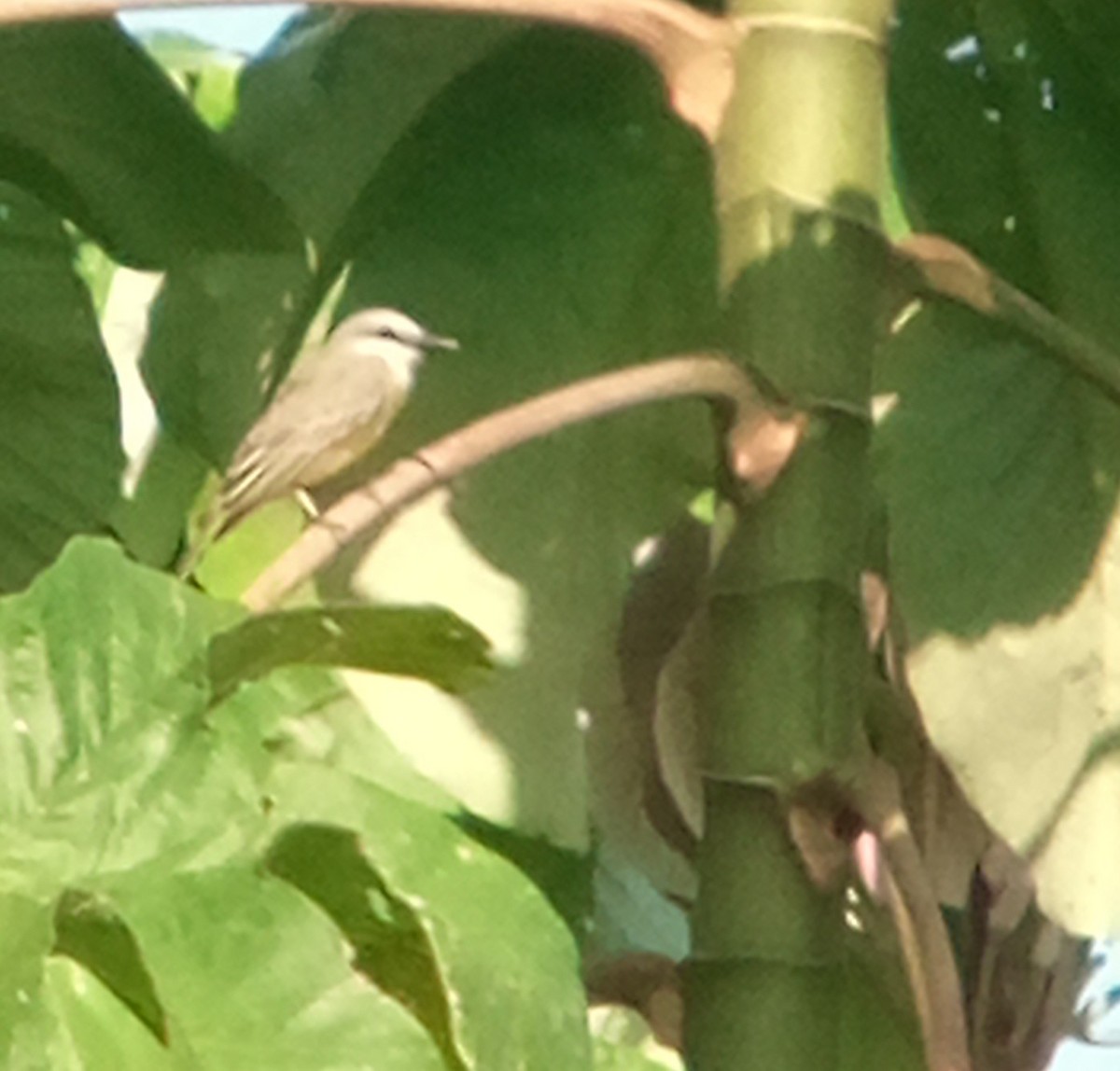 Gray Kingbird - ML643377932