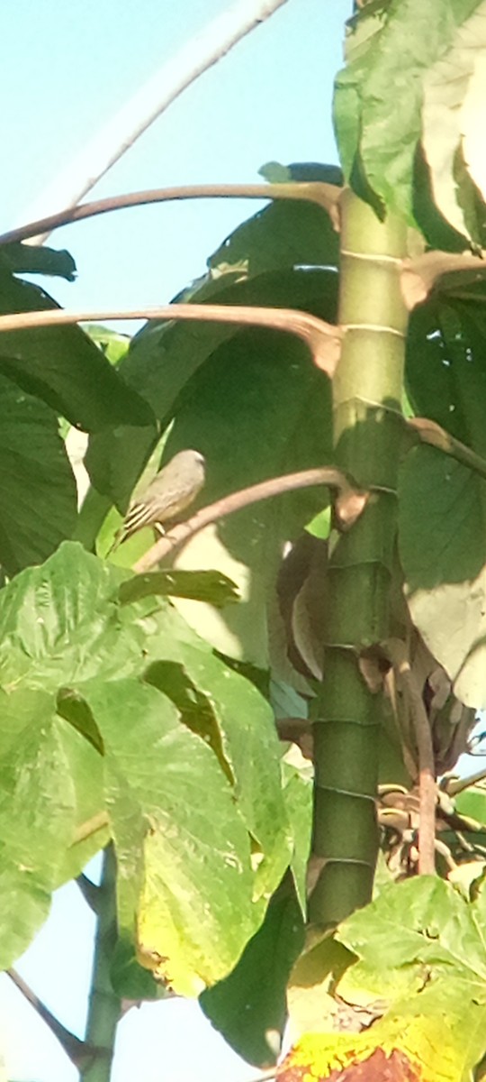 Gray Kingbird - ML643377936