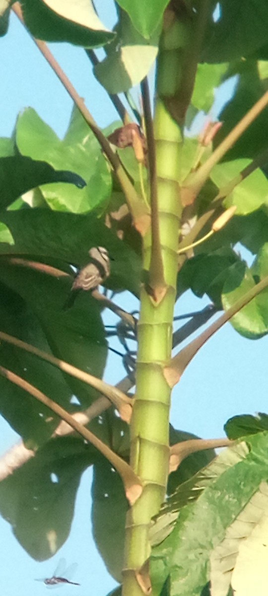 Gray Kingbird - ML643377937