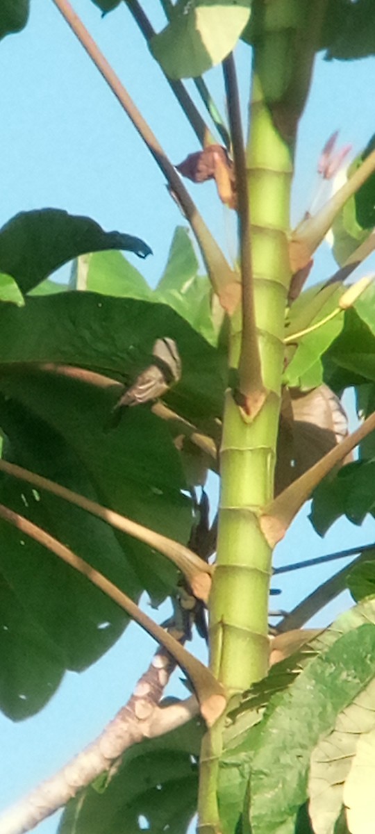 Gray Kingbird - ML643377938