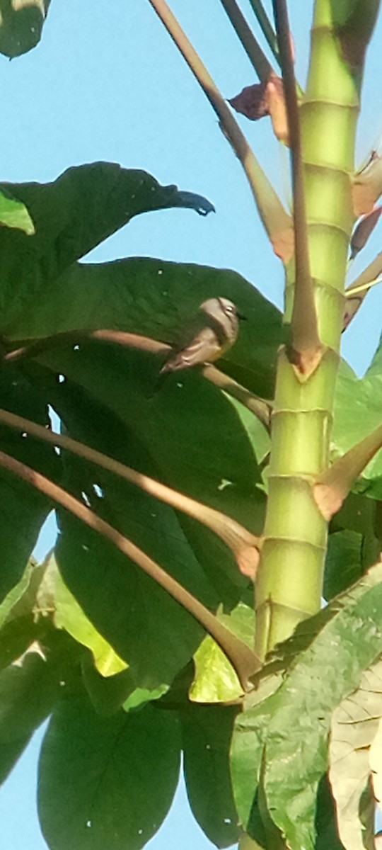 Gray Kingbird - ML643377945