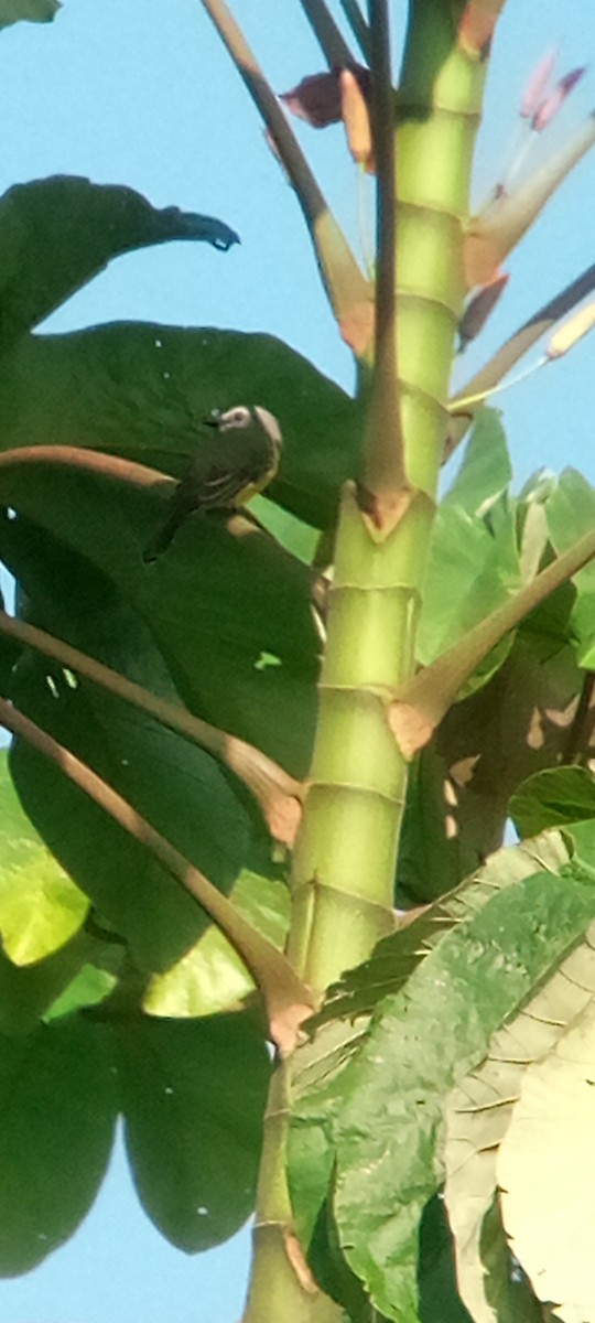 Gray Kingbird - ML643377947