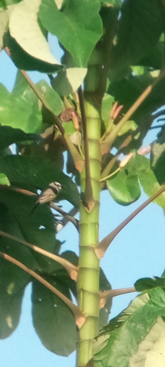 Gray Kingbird - ML643377948