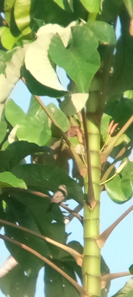 Gray Kingbird - ML643377949