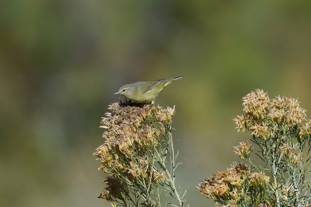 Orange-crowned Warbler - ML643377959