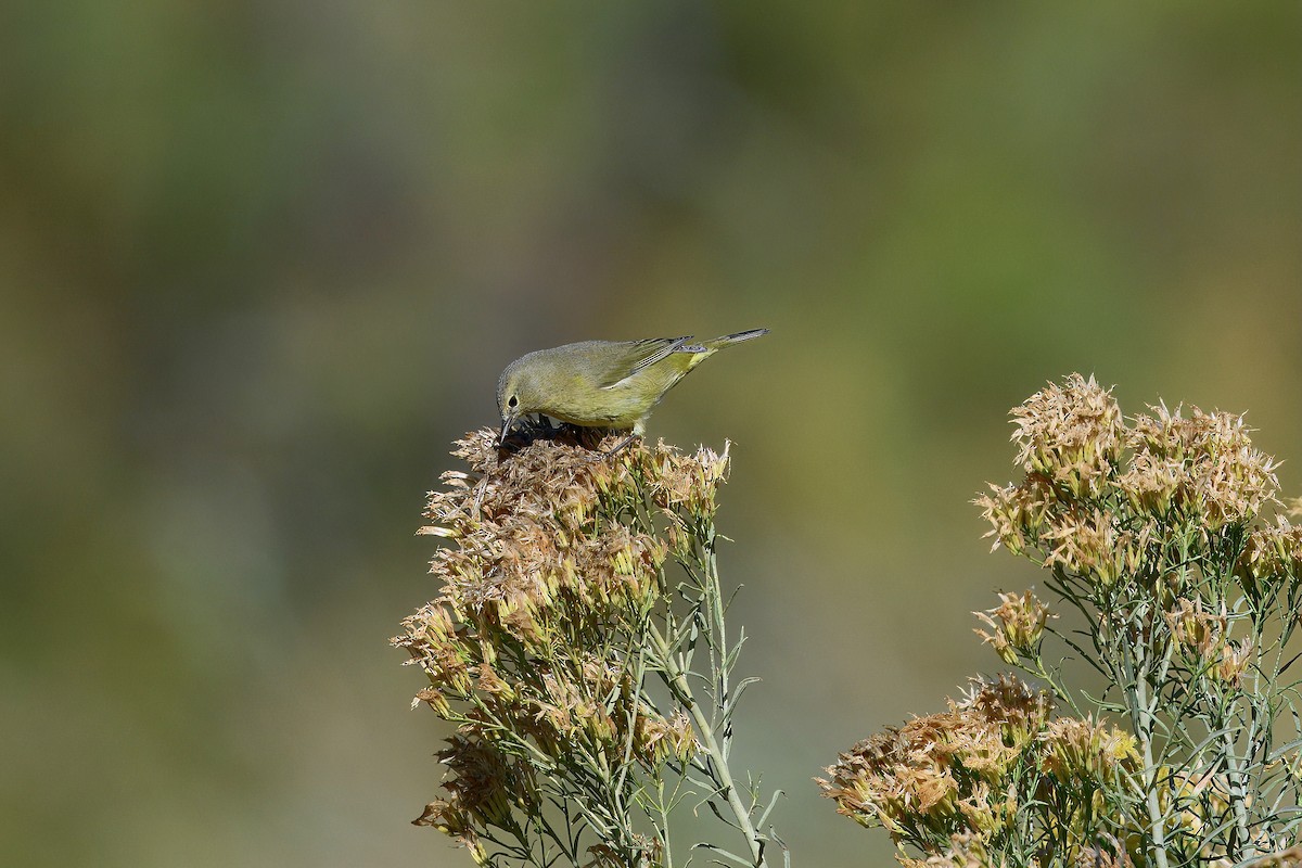Orange-crowned Warbler - ML643377962