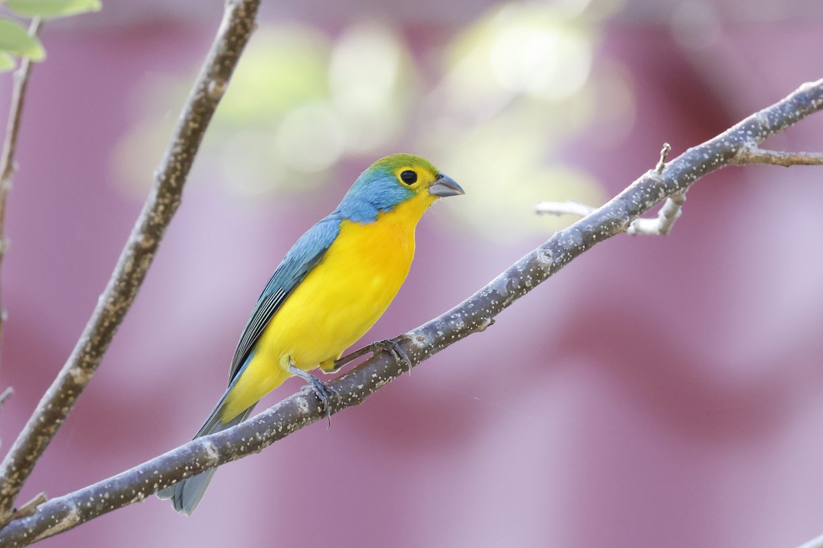 Orange-breasted Bunting - ML643377963