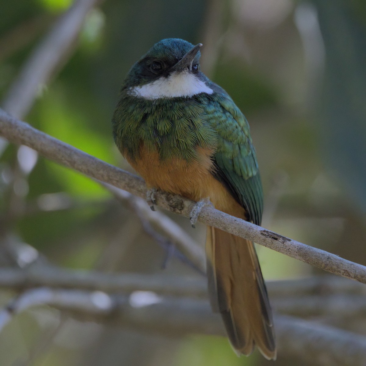 Rufous-tailed Jacamar - ML643377977