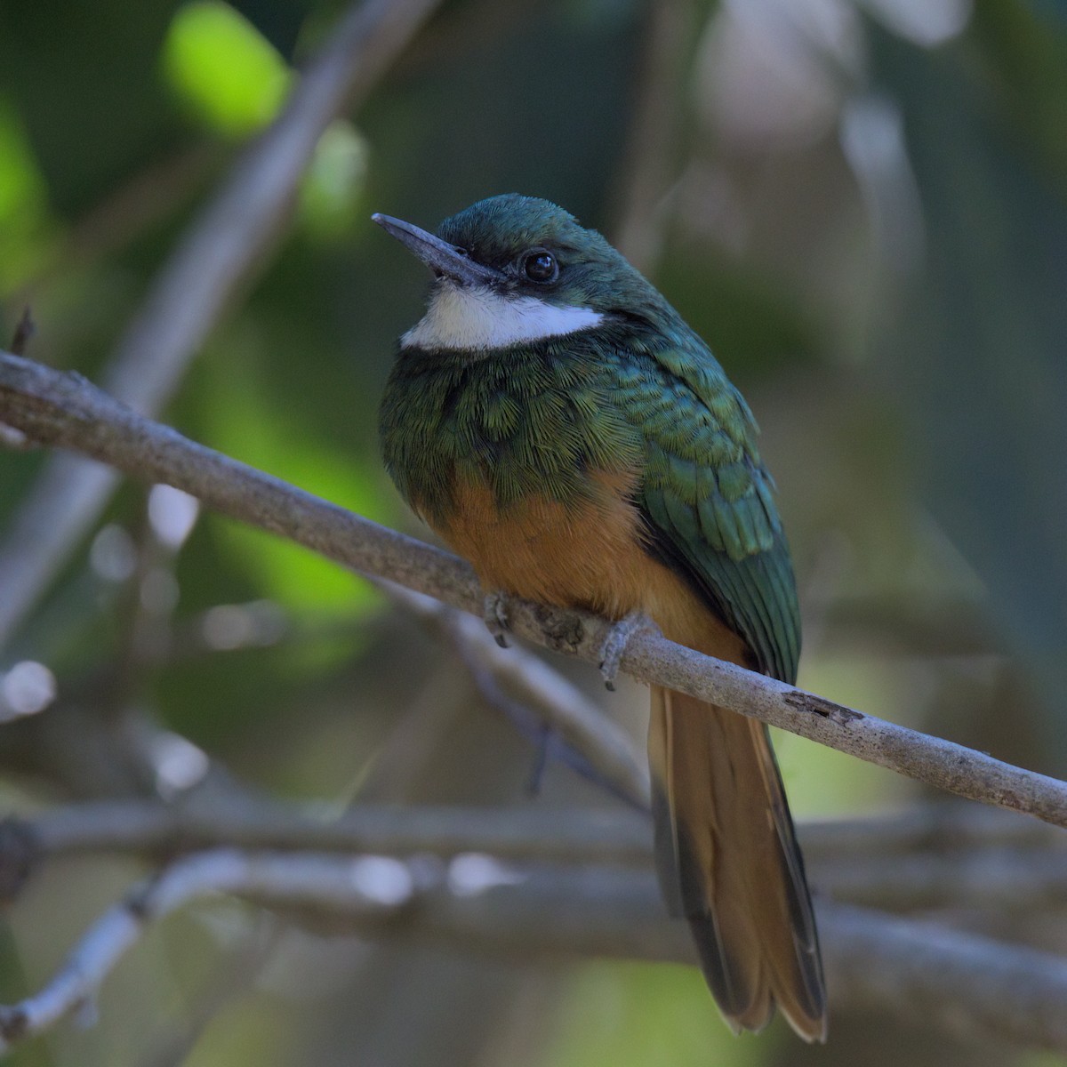 Rufous-tailed Jacamar - ML643377978