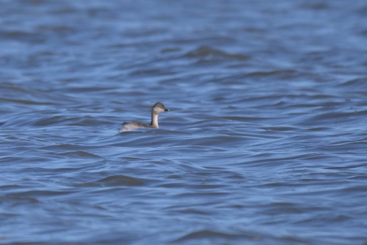 Hoary-headed Grebe - ML643377984