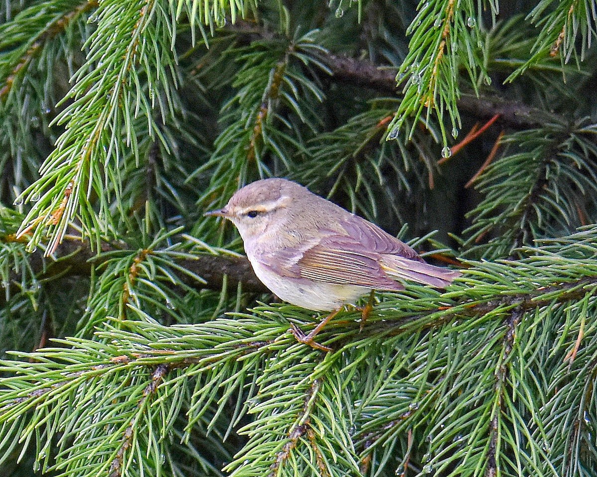 Hume's Warbler - ML643377988