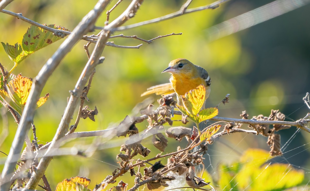 Baltimore Oriole - ML643377991
