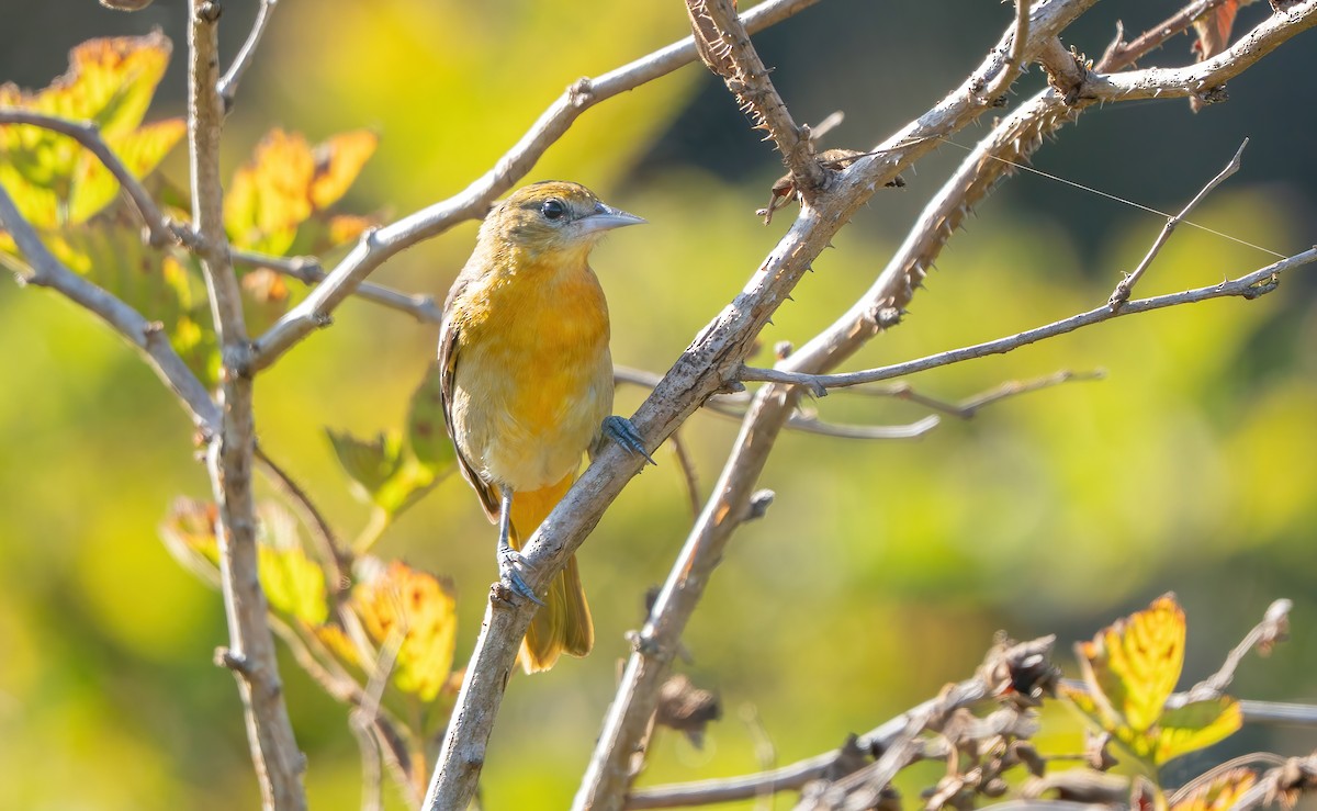Baltimore Oriole - ML643377994