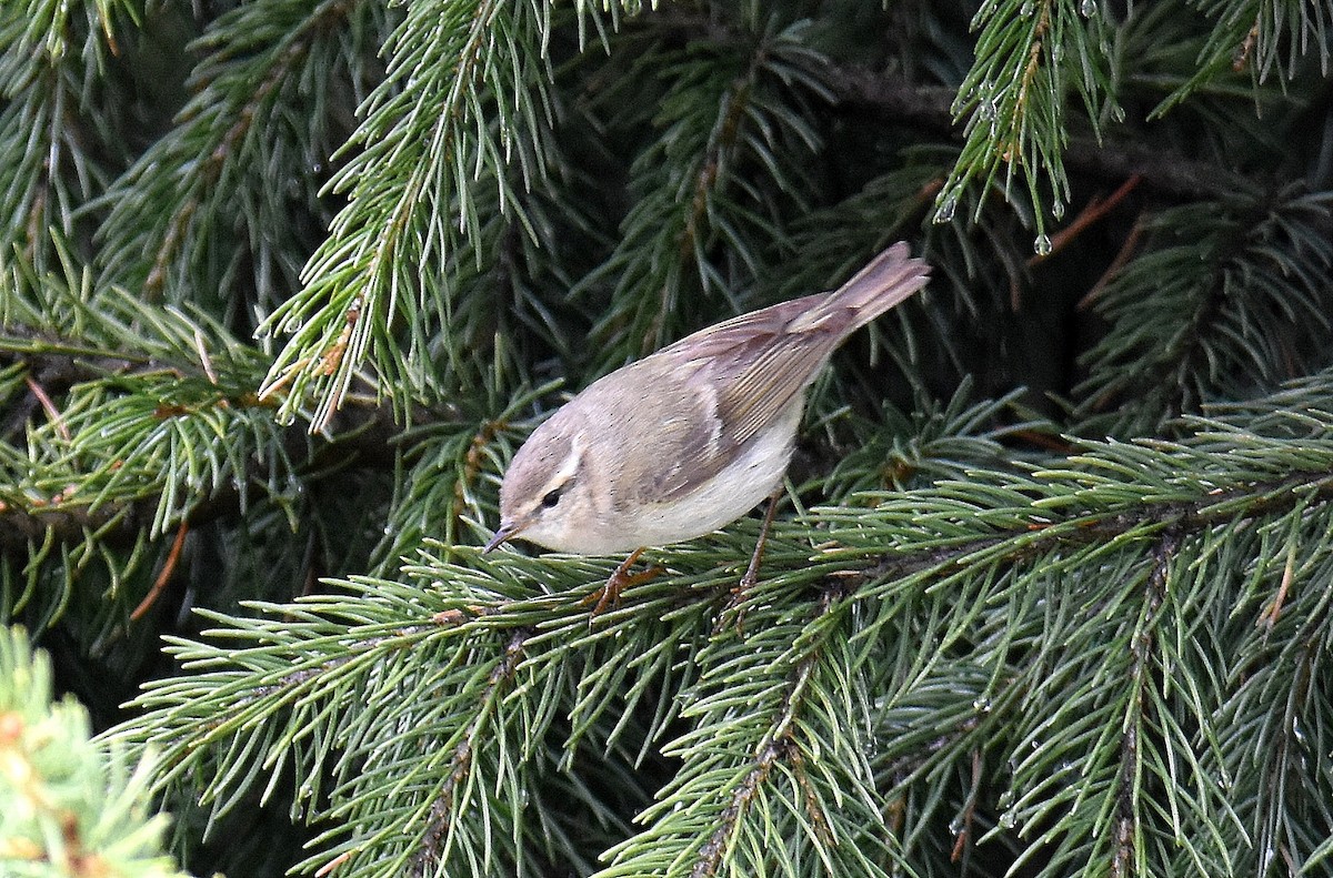 Hume's Warbler - ML643377999