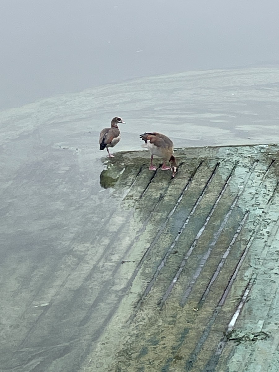 Egyptian Goose - ML643378005