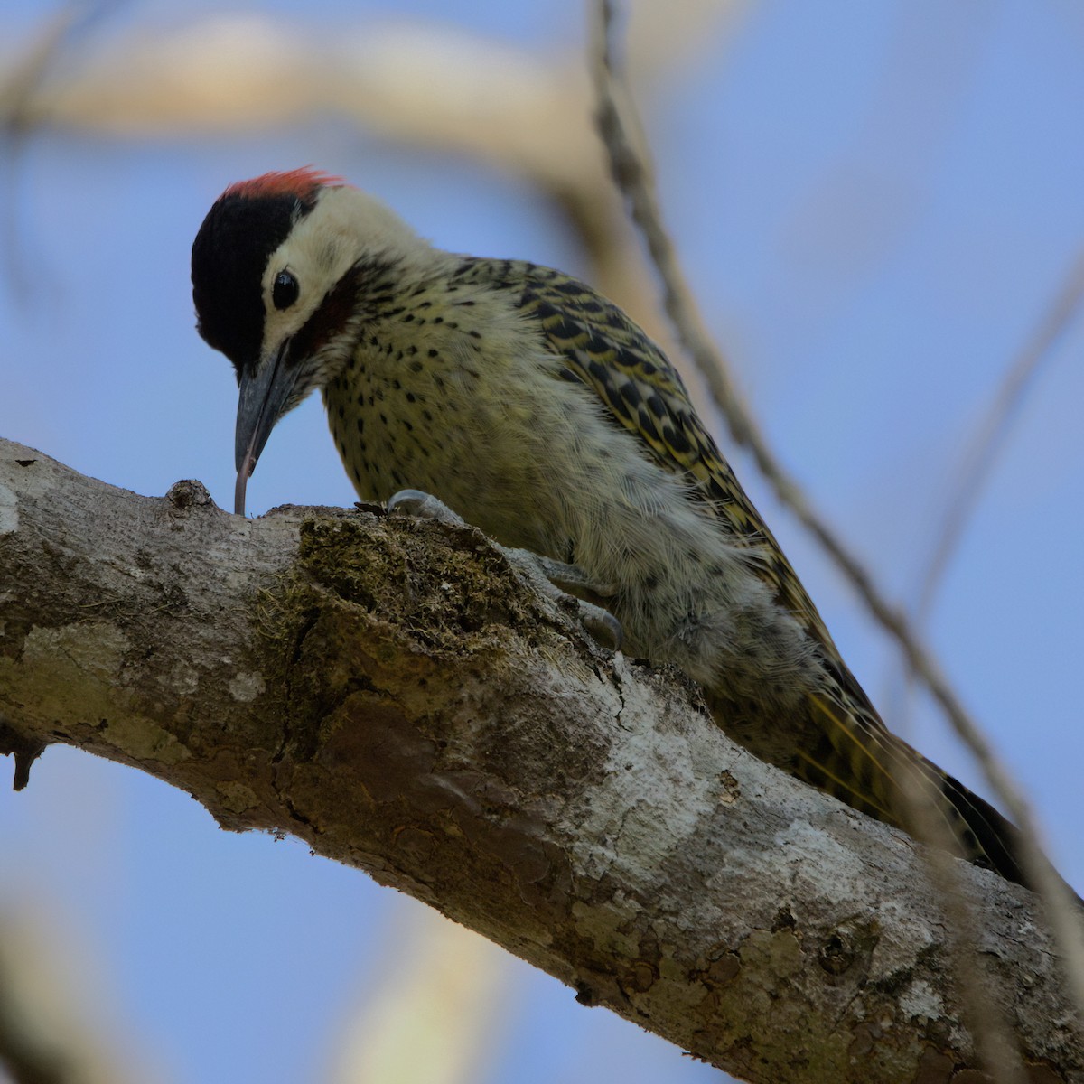 Green-barred Woodpecker - ML643378014
