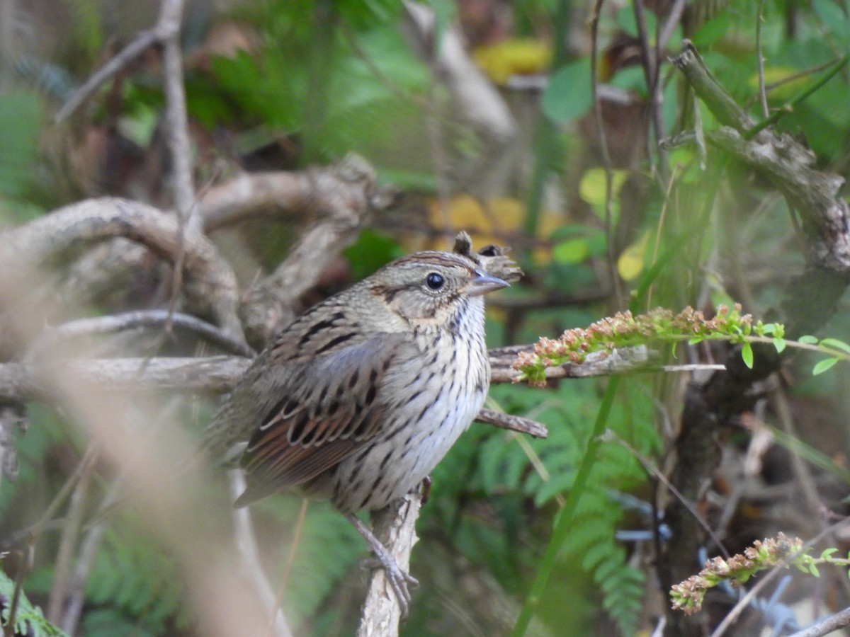 Lincoln's Sparrow - ML643378019