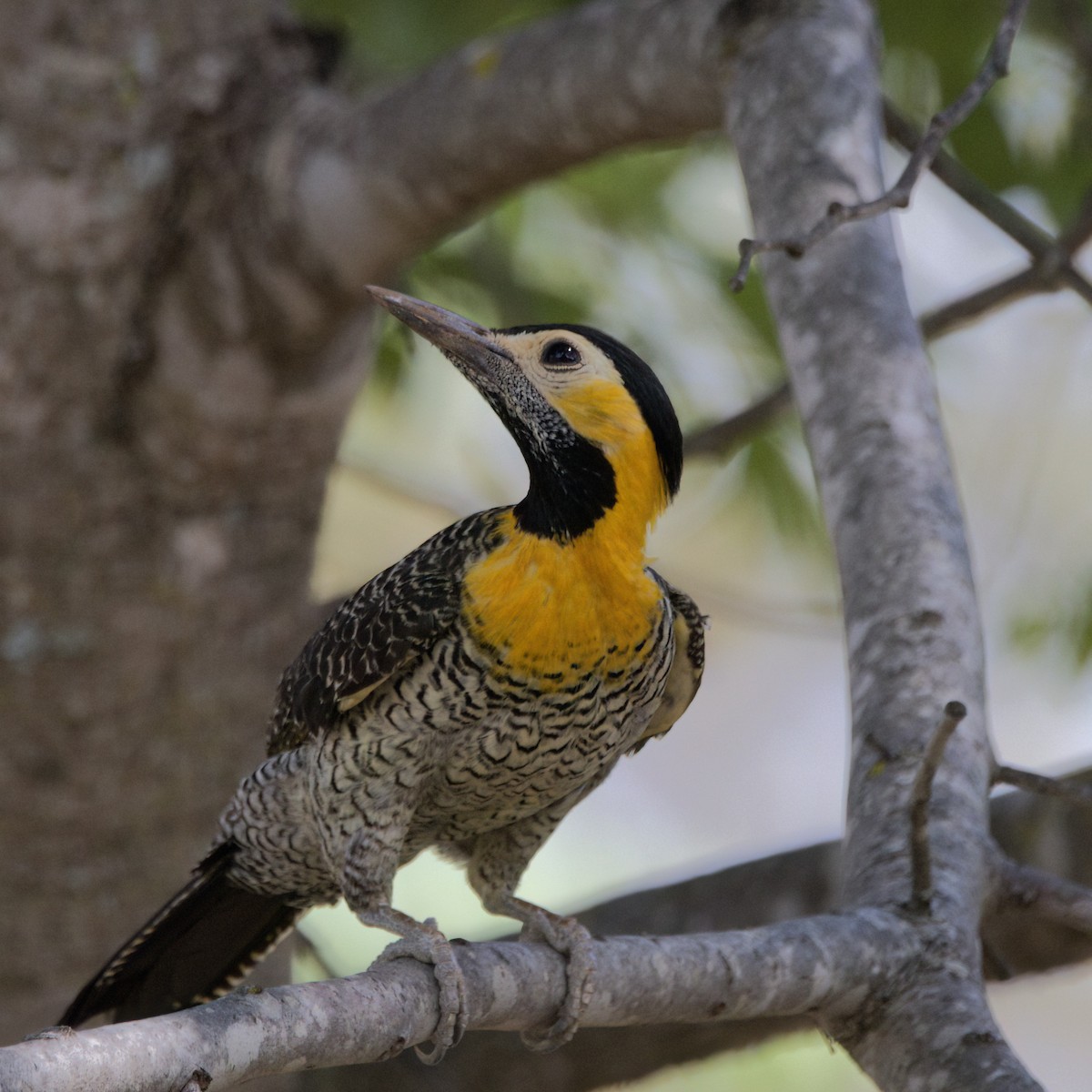 Campo Flicker - ML643378029