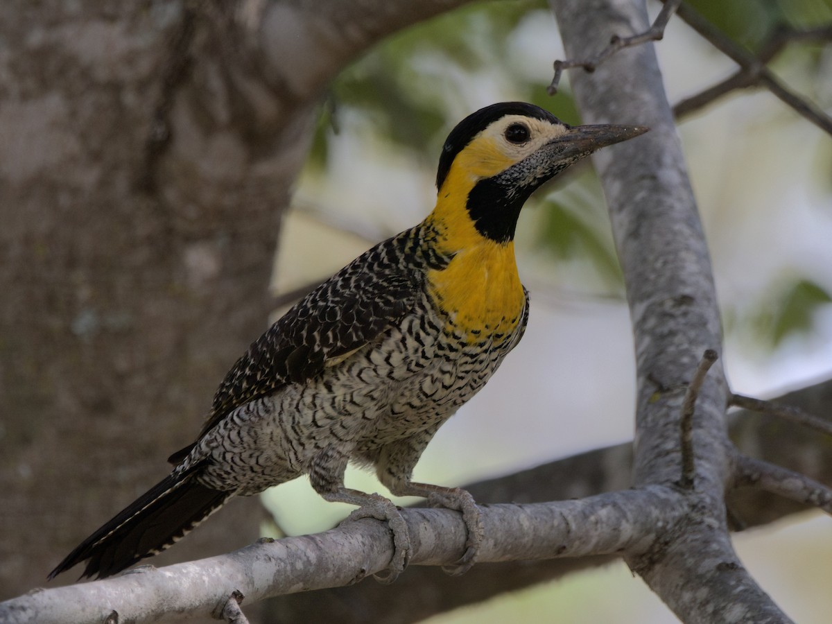 Campo Flicker - ML643378030