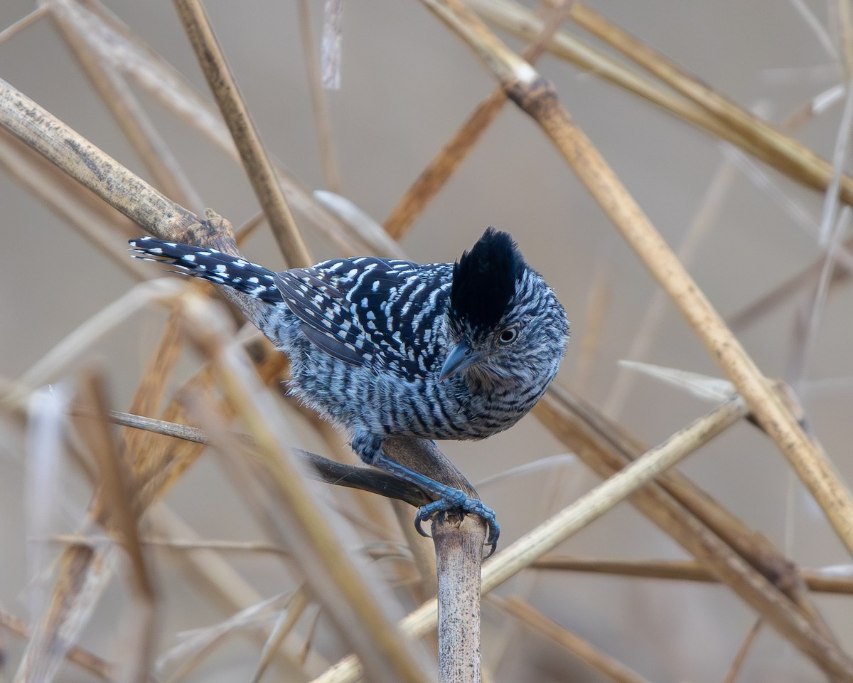 Barred Antshrike - ML643378036
