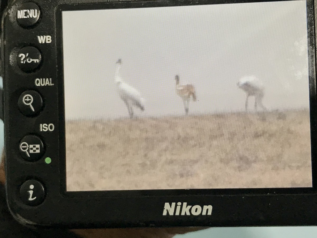 Whooping Crane - ML643378037