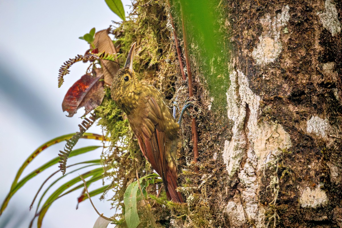 Spotted Woodcreeper - ML643378041