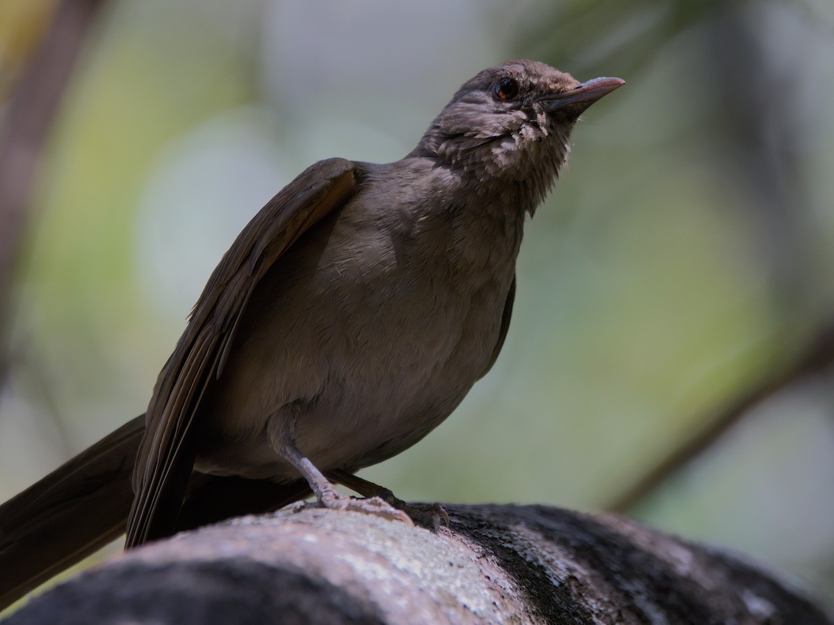 Pale-breasted Thrush - ML643378048