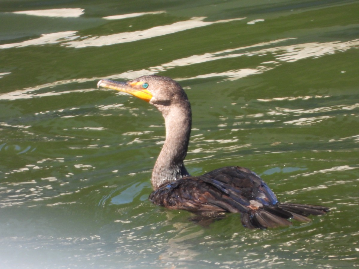 Double-crested Cormorant - ML643378049