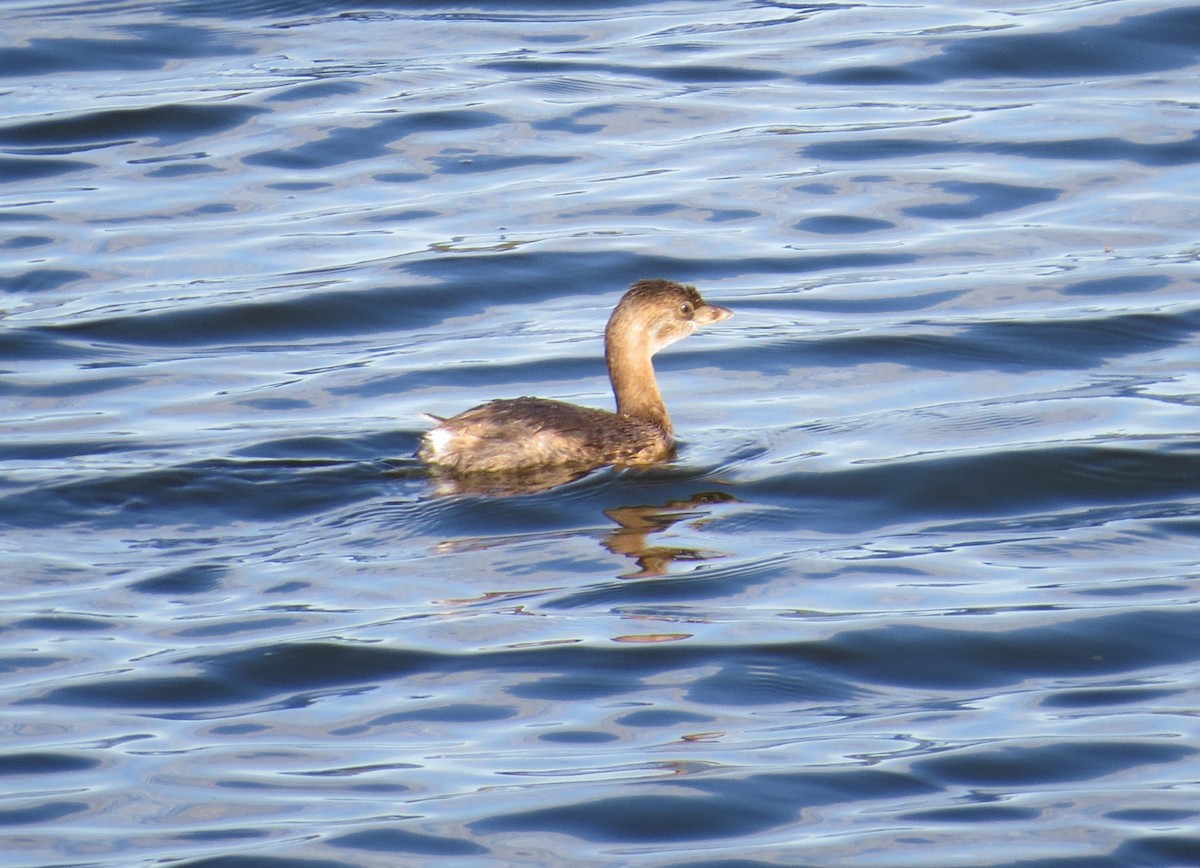 Pied-billed Grebe - ML643378062