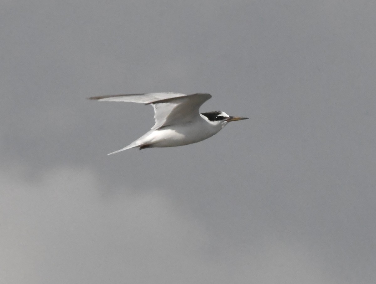 Little Tern - ML643378069