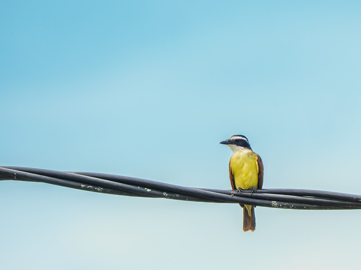 Great Kiskadee - ML643378070