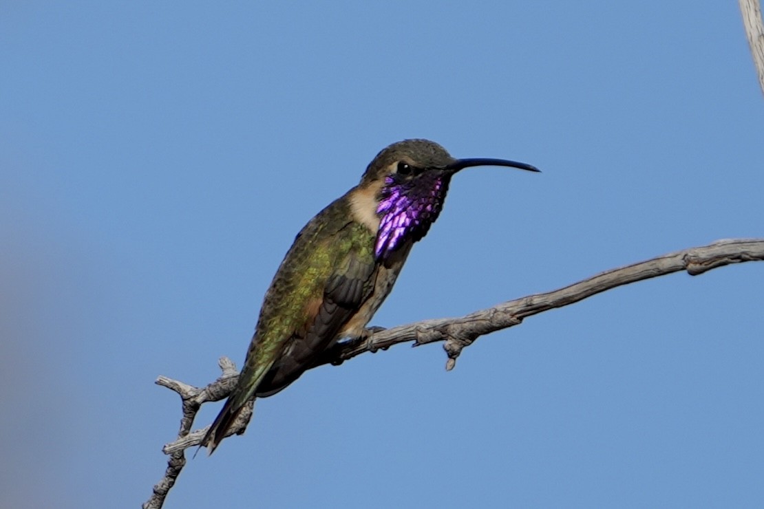 Işıldayan Kolibri - ML643378074