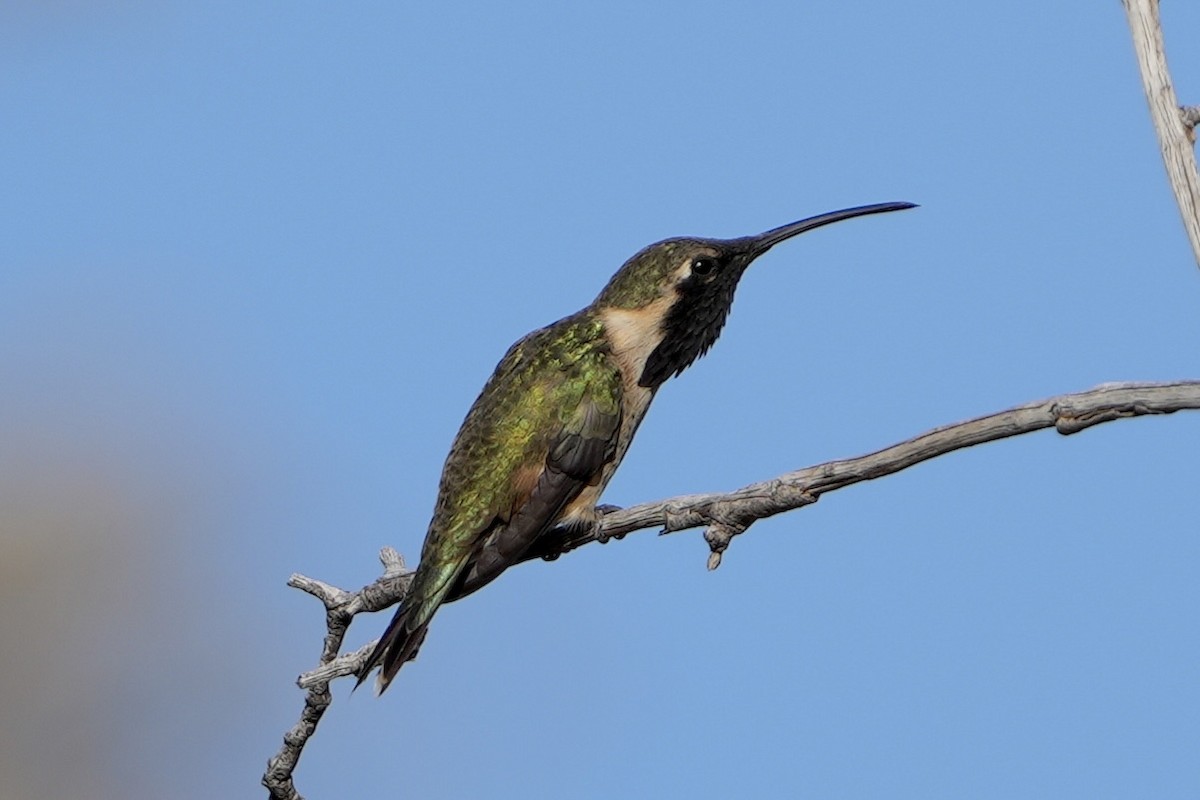 Işıldayan Kolibri - ML643378075