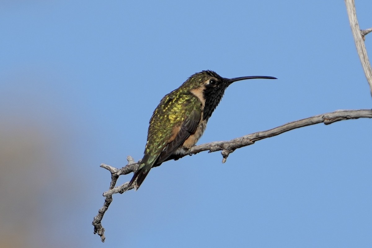 Işıldayan Kolibri - ML643378076