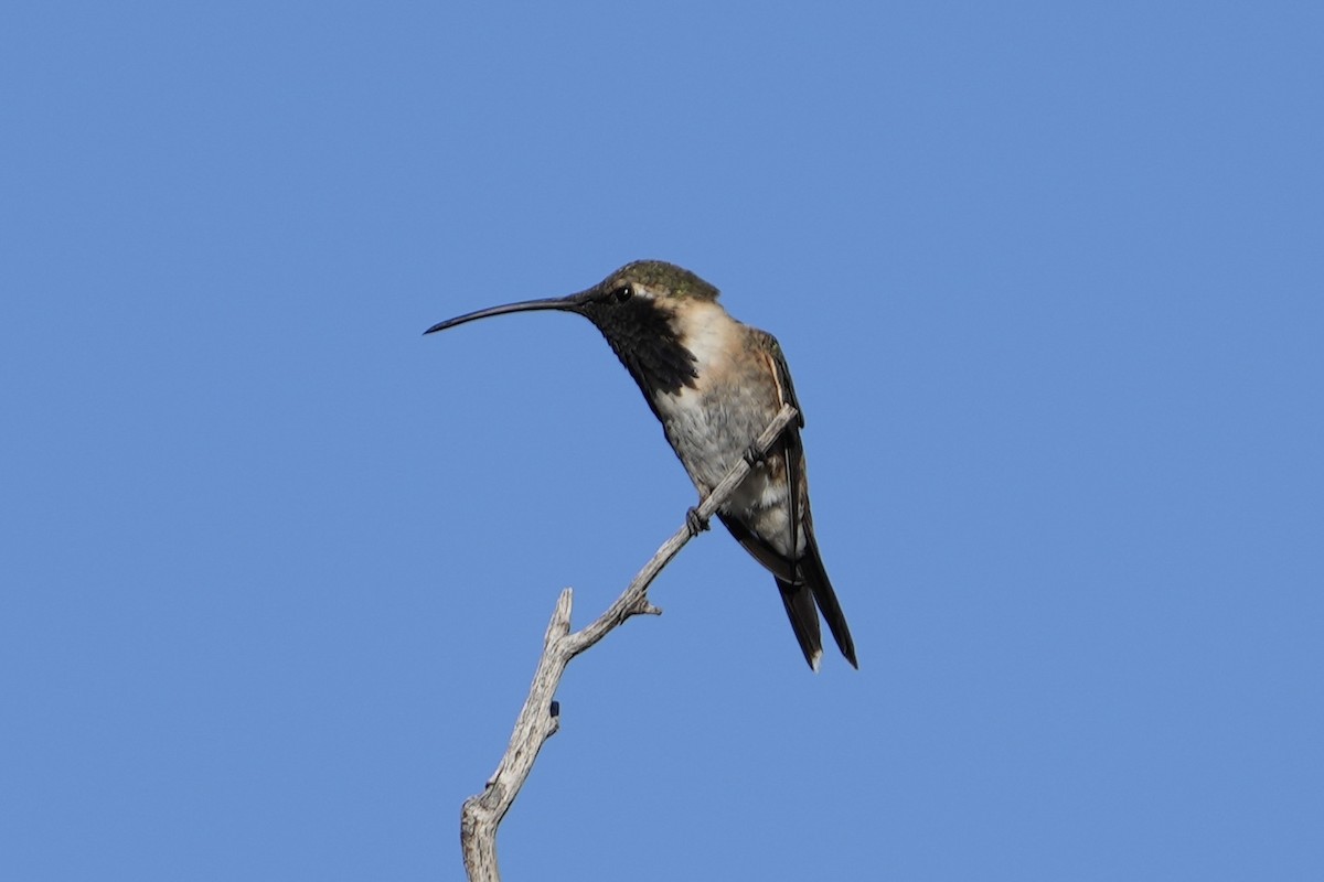 Işıldayan Kolibri - ML643378078