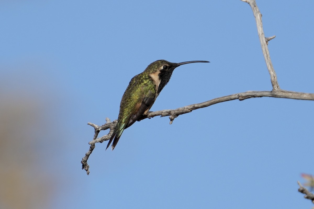Işıldayan Kolibri - ML643378079
