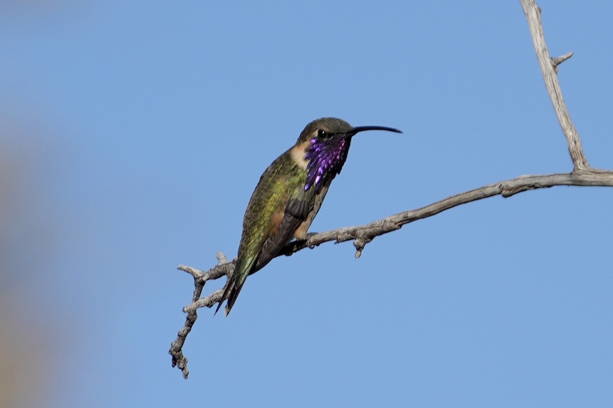 Işıldayan Kolibri - ML643378080