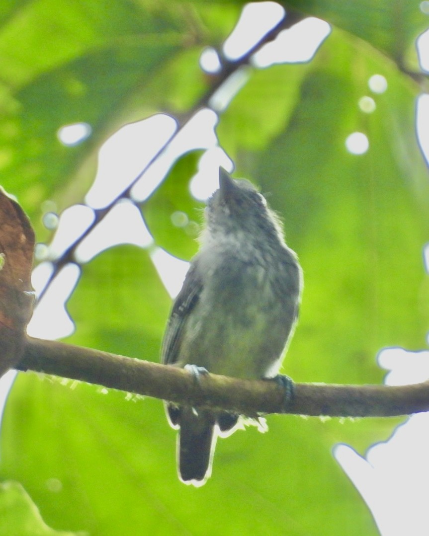 Spot-crowned Antvireo - ML643378083