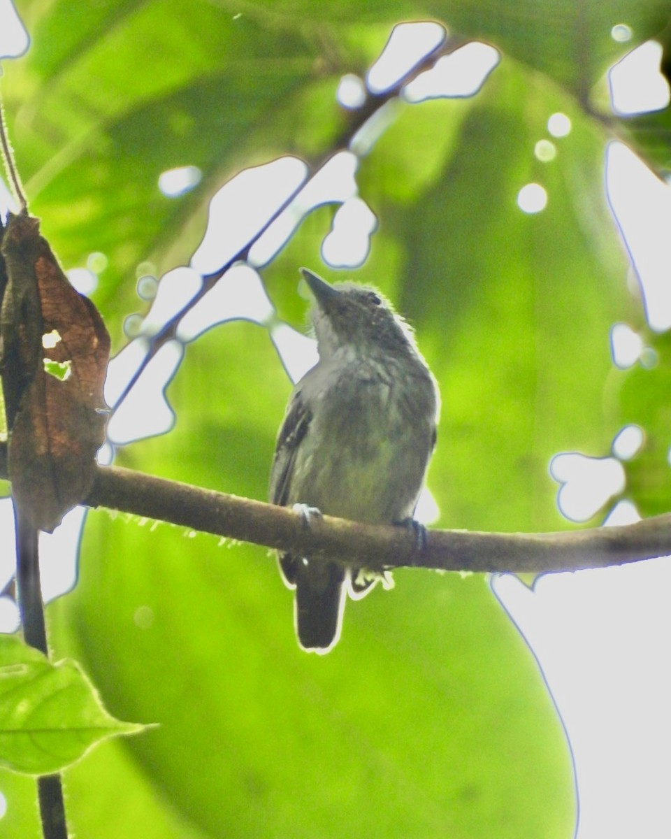 Spot-crowned Antvireo - ML643378084